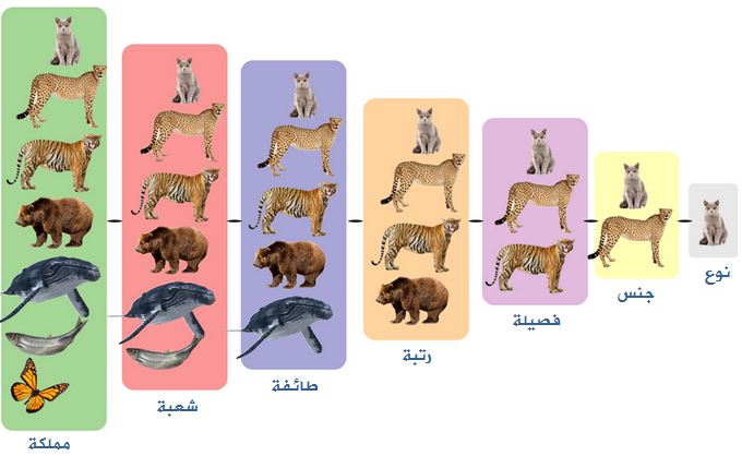 اصغر مجموعة في تصنيف المخلوقات الحية تمثل